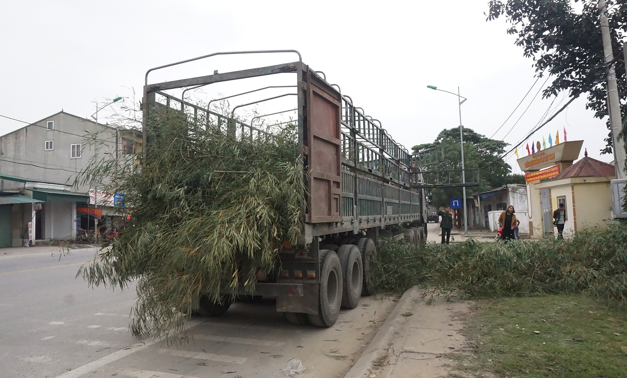 Tết Tân Sửu 2021: Loại cây &quot;cắt gốc, còn ngọn&quot; mỗi năm chỉ bán 1 lần nhưng lại cực kỳ đắt khách - Ảnh 2.