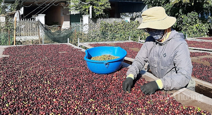 Giá nông sản hôm nay (3/1): Lợn hơi tăng mạnh trong tuần, cà phê và tiêu vẫn tăng - giảm trong biên độ hẹp - Ảnh 1.