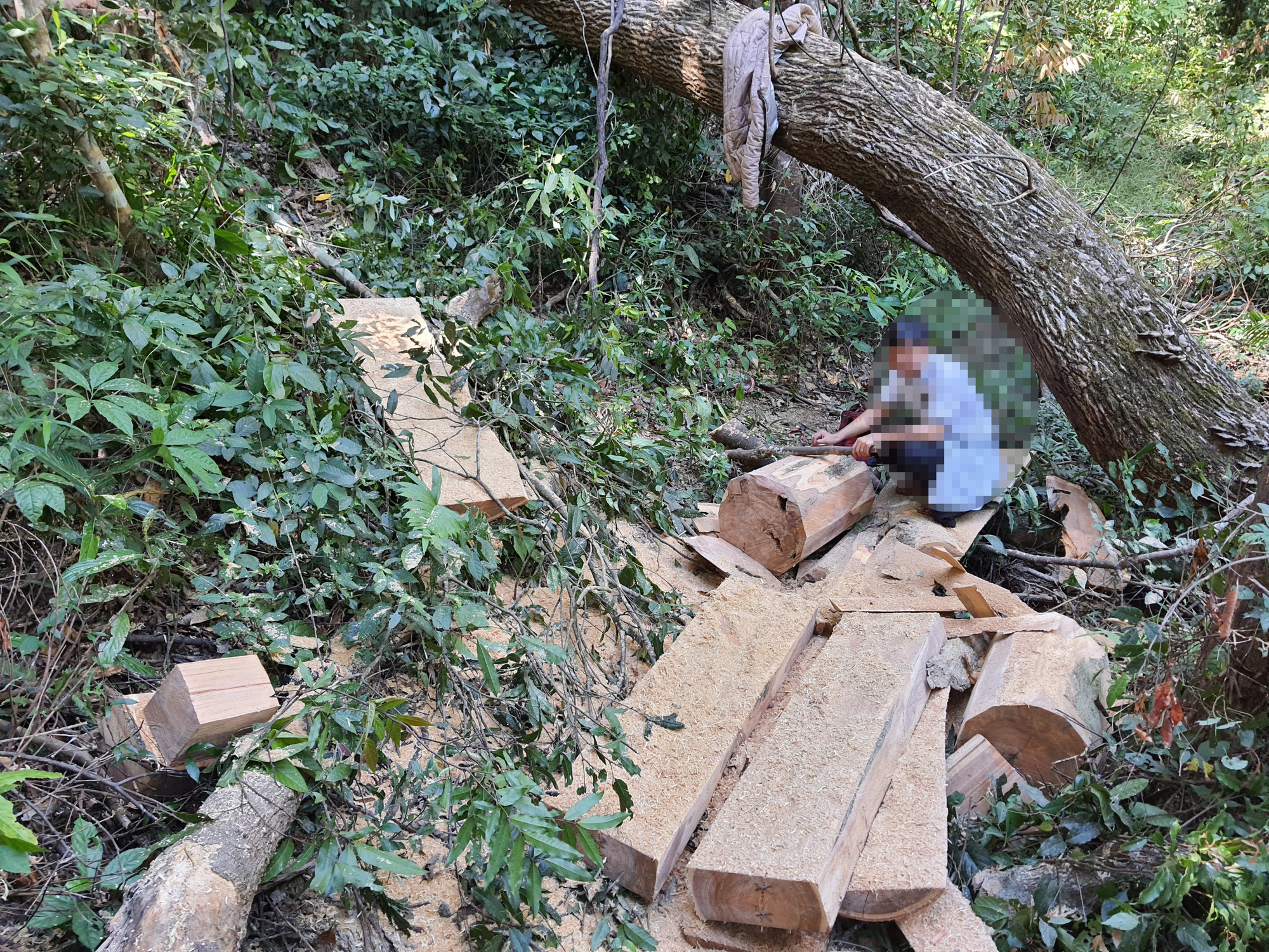 Gia Lai: Hàng chục cây gỗ bị đốn hạ, xẻ hộp ngay tại rừng phòng hộ - Ảnh 2.