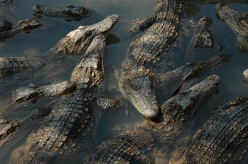 Cám cảnh: Nuôi cá sấu bán giá rẻ hơn bán gà, hơn 141.000 con cá sấu đang bị bỏ đói ở 2 tỉnh này - Ảnh 1.