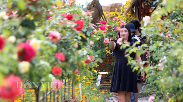 Du khách chụp ảnh giữa vườn hồng thơm ngát...