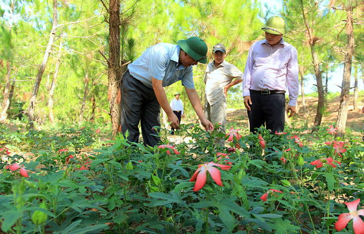 Quảng Bình: Về lại vùng đất khí thiêng sông núi, bất ngờ thấy &quot;rừng&quot; sâm Bố Chính nở ra thứ hoa đẹp mê hồn - Ảnh 5.