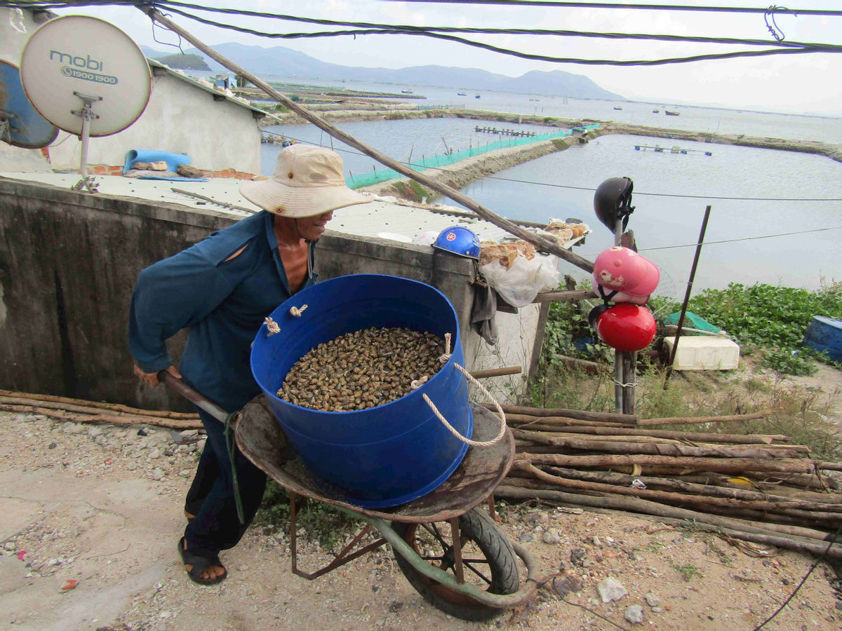 Phú Yên: Rủ nhau ra vịnh Xuân Đài lượm ốc hương, tán chuyện &quot;trên trời dưới biển&quot; mà vẫn ra tiền - Ảnh 5.