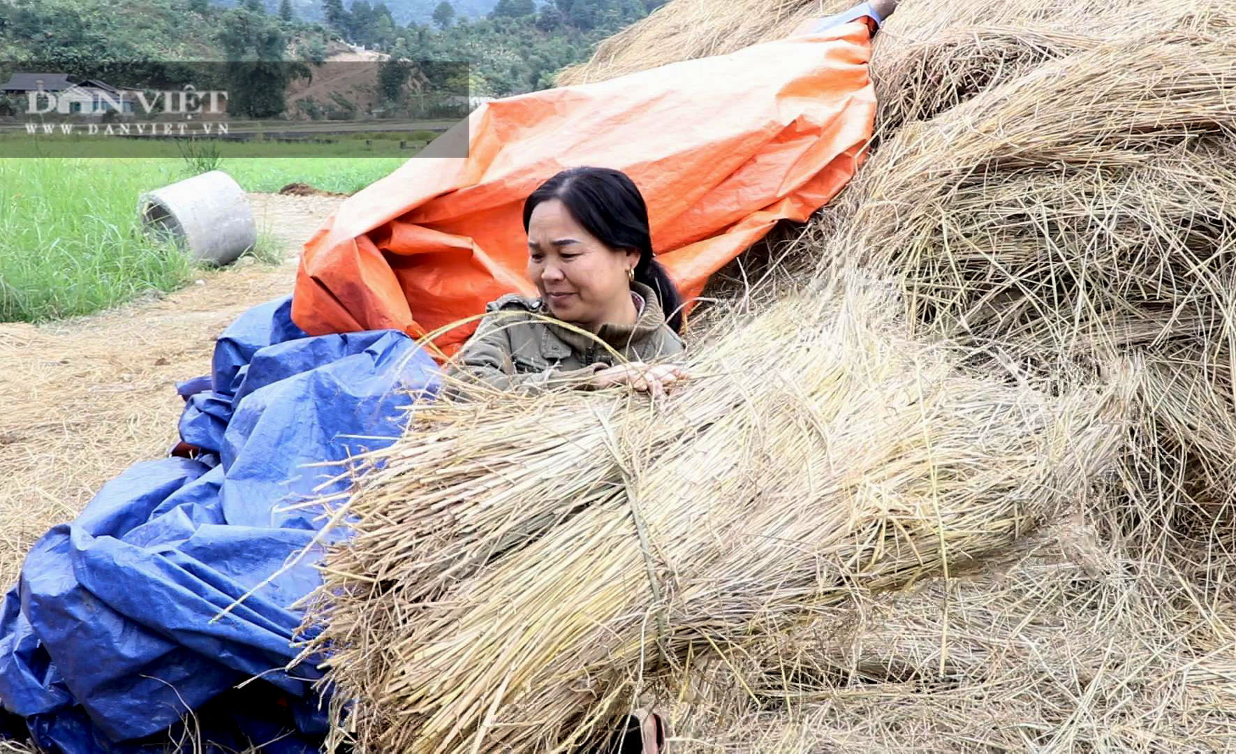 Bắc Kạn: Rét đậm rét hại cũng không lo trâu bò chết nếu làm tốt những điều này - Ảnh 5.