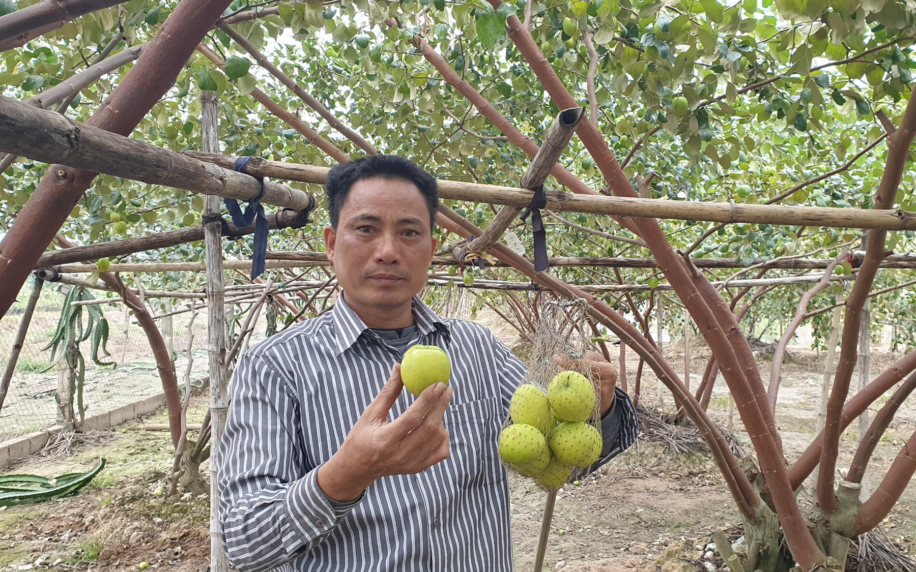 Thái Bình: Một ông nông dân hé lộ bí quyết trồng táo 10 quả to đẹp cả 10, ruồi vàng đứng ngoài "khóc thét"