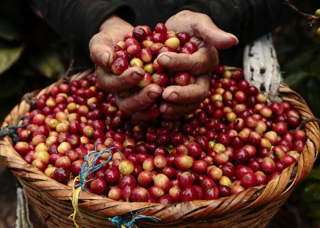 Giá nông sản hôm nay 30/1: Dự báo cà phê Việt Nam sẽ cạnh tranh khốc liệt với Brazil - Ảnh 2.