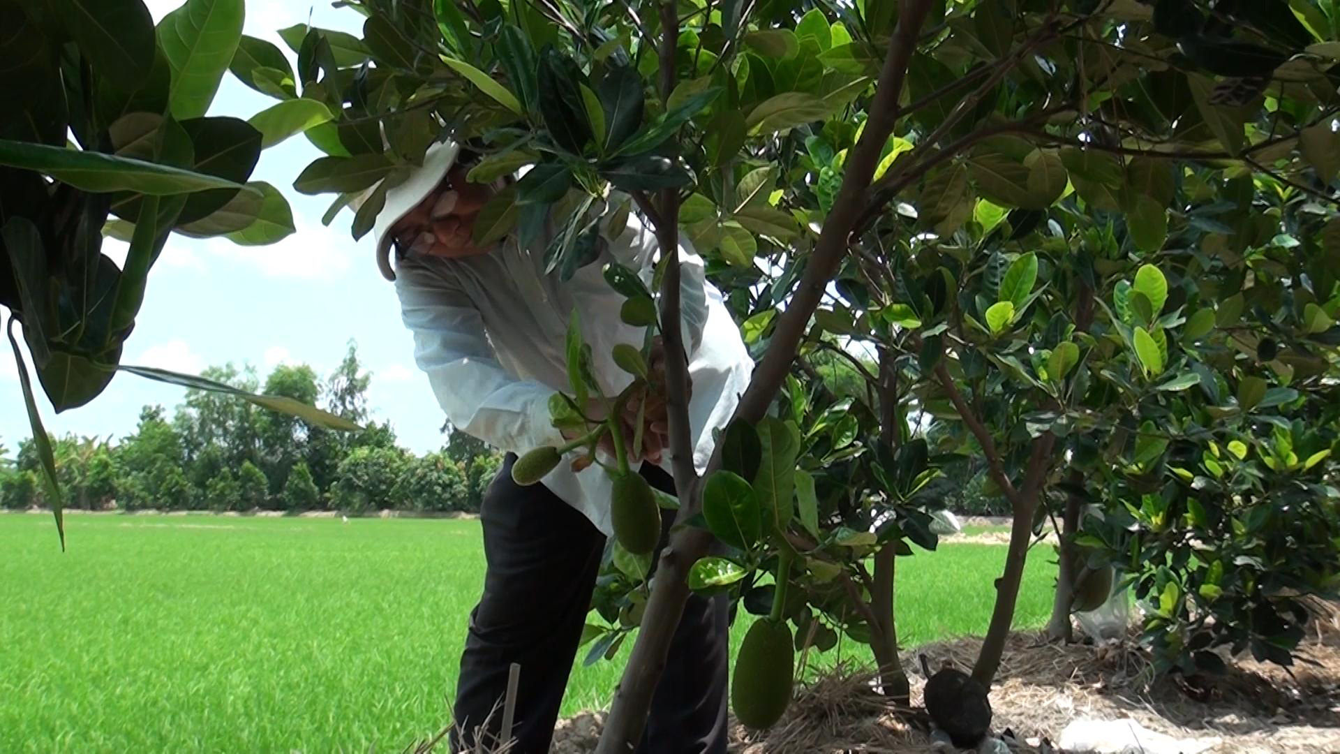 An Giang: Trồng ruộng mít Thái ra trái quá trời, có 5 công đất mà &quot;hái&quot; 300 triệu mỗi năm - Ảnh 3.