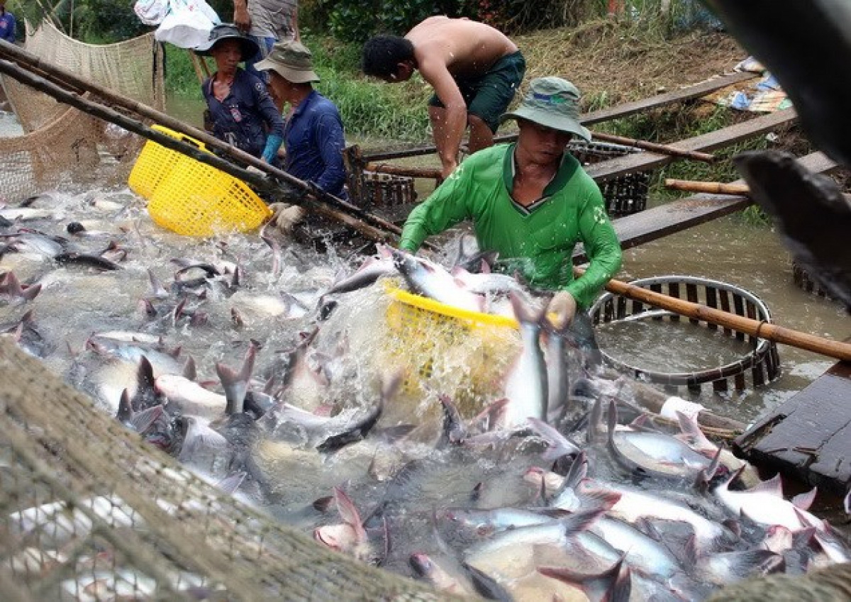 Campuchia xem xét lại quyết định tạm ngừng nhập khẩu cá theo đề xuất của Việt Nam - Ảnh 1.