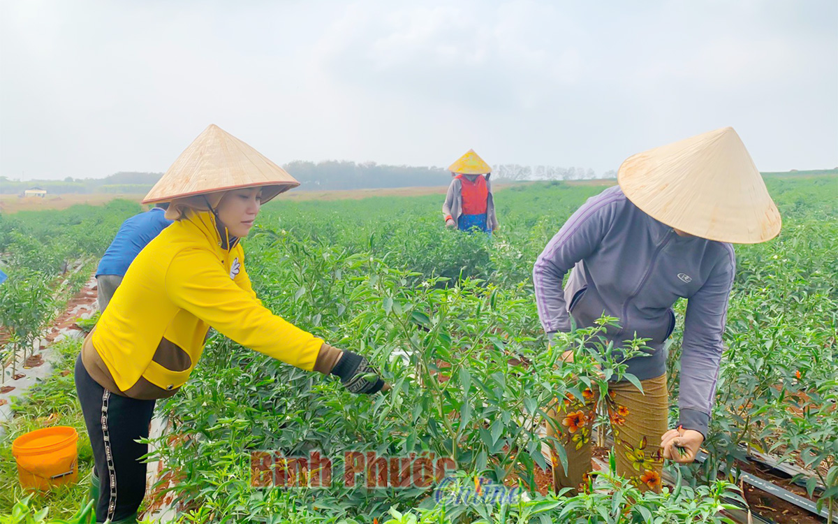 Bình Phước: Giá ớt cay tăng cao chưa từng thấy, bất ngờ hơn có 1 nông dân trồng ớt thu mỗi ngày 100 triệu đồng - Ảnh 1.