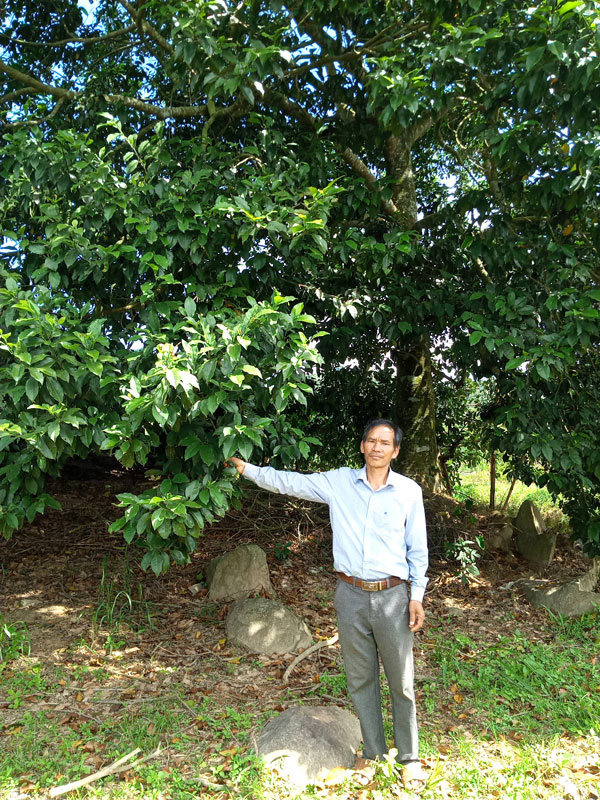 Lâm Đồng: Trồng loài cây lạ tốt um, ra thứ hạt ví như vàng đen, có 1 cây bất ngờ cho tới 90 kg hạt - Ảnh 1.
