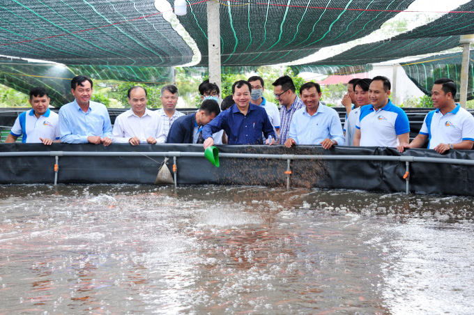 Nuôi cá điêu hồng công nghệ cao dày đặc nhìn đỏ cả ao, thò tay xuống là bắt được cá đống - Ảnh 1.