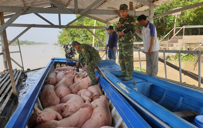 Bộ NN&PTNT điều tra tình trạng xuất lậu lợn qua biên giới - Ảnh 1.