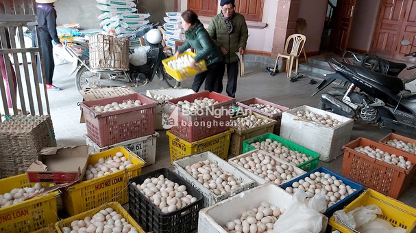 Nghệ An: Giá trứng vịt giảm sát đáy, lại thêm nghịch cảnh này, nông dân &quot;tiến thoái lưỡng nan&quot; - Ảnh 1.