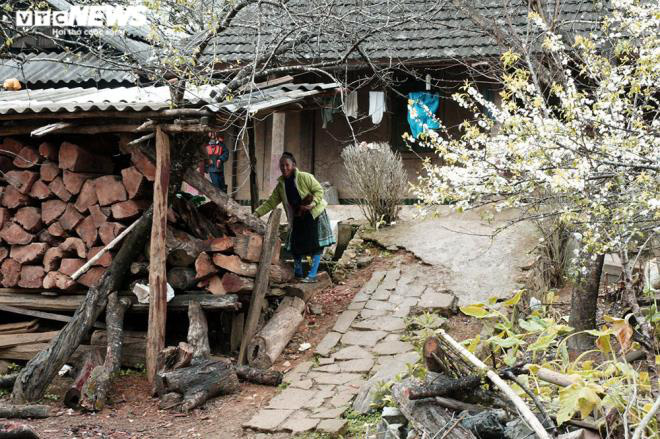 Lên cao nguyên xem thứ hoa nở trắng muốt trên rừng biên giới ngỡ lạc vào thiên đường - Ảnh 6.