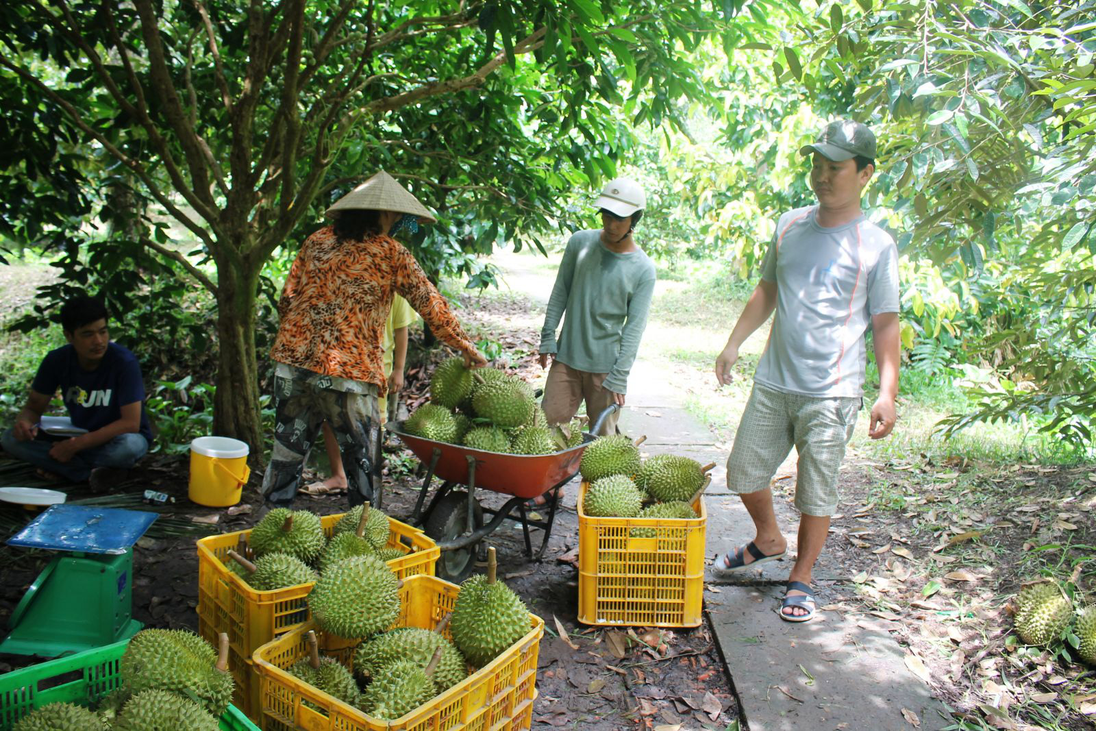 Trung Quốc làm gì mà nhập lượng sầu riêng khổng lồ, nhiều nhất từ Thái Lan? - Ảnh 1.