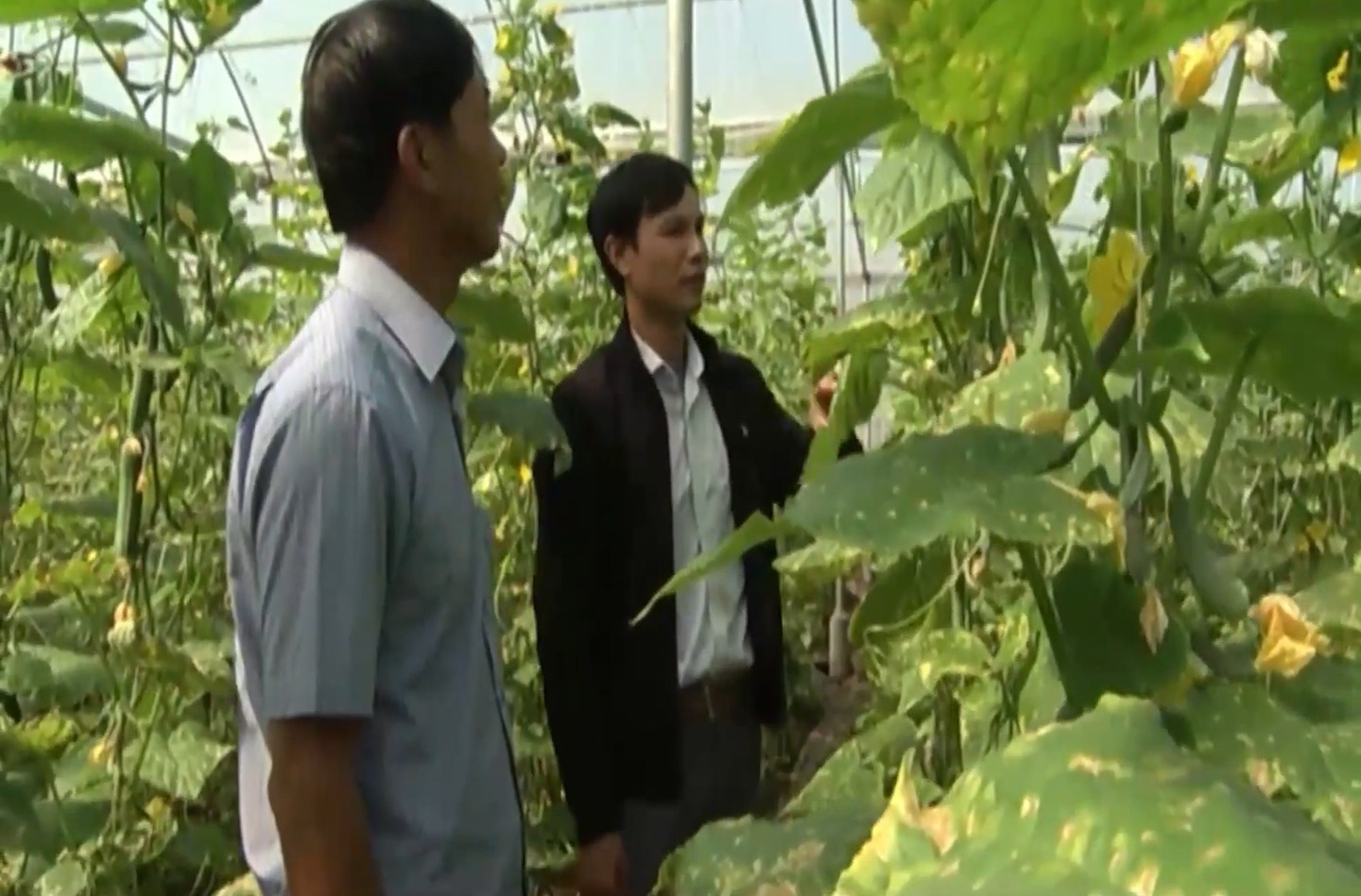 Nam Định: Thu nhập 1 tỷ đồng/năm từ mô hình trồng dưa leo trong nhà lưới - Ảnh 3.