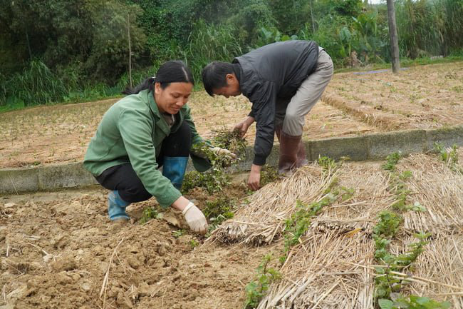 Lạng Sơn: Trao 6 mã số vùng trồng cho 60 ha &quot;cây trăm tỷ&quot;  - Ảnh 1.