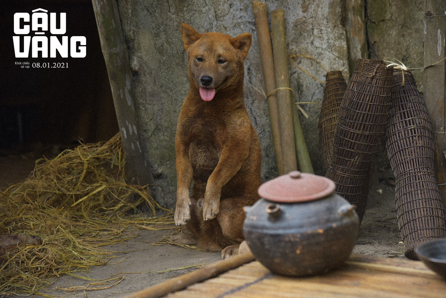 Gây tranh cãi từ khi xuất hiện, chó Shiba đã được huấn luyện thành cậu Vàng như thế nào - Ảnh 5.