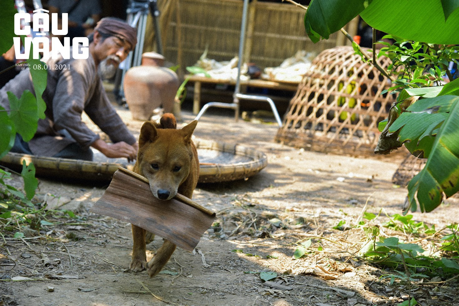 Gây tranh cãi từ khi xuất hiện, chó Shiba đã được huấn luyện thành cậu Vàng như thế nào - Ảnh 6.