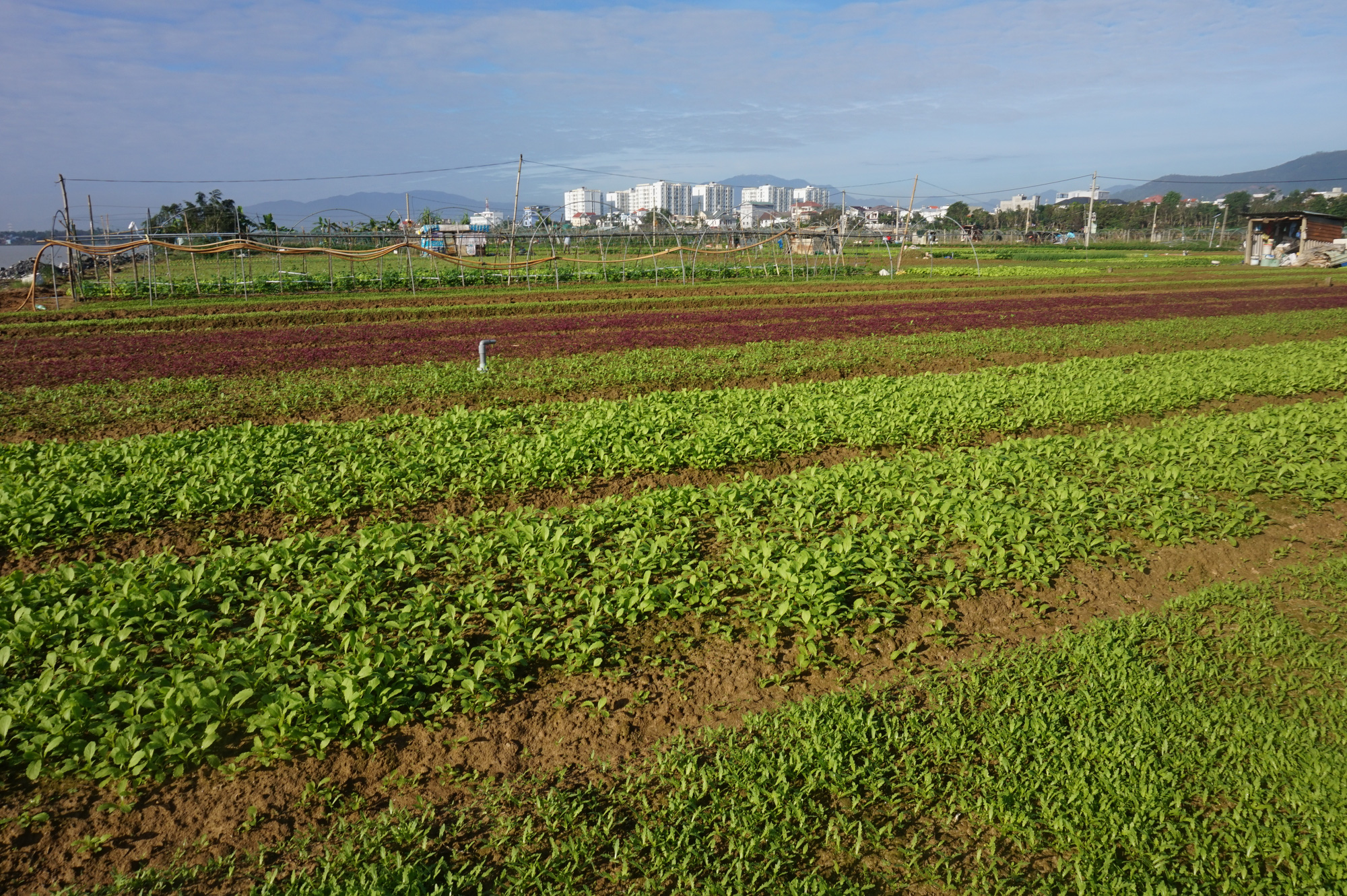 Đà Nẵng: Nông dân trồng rau tất bật vào vụ lớn nhất trong năm - Ảnh 1.