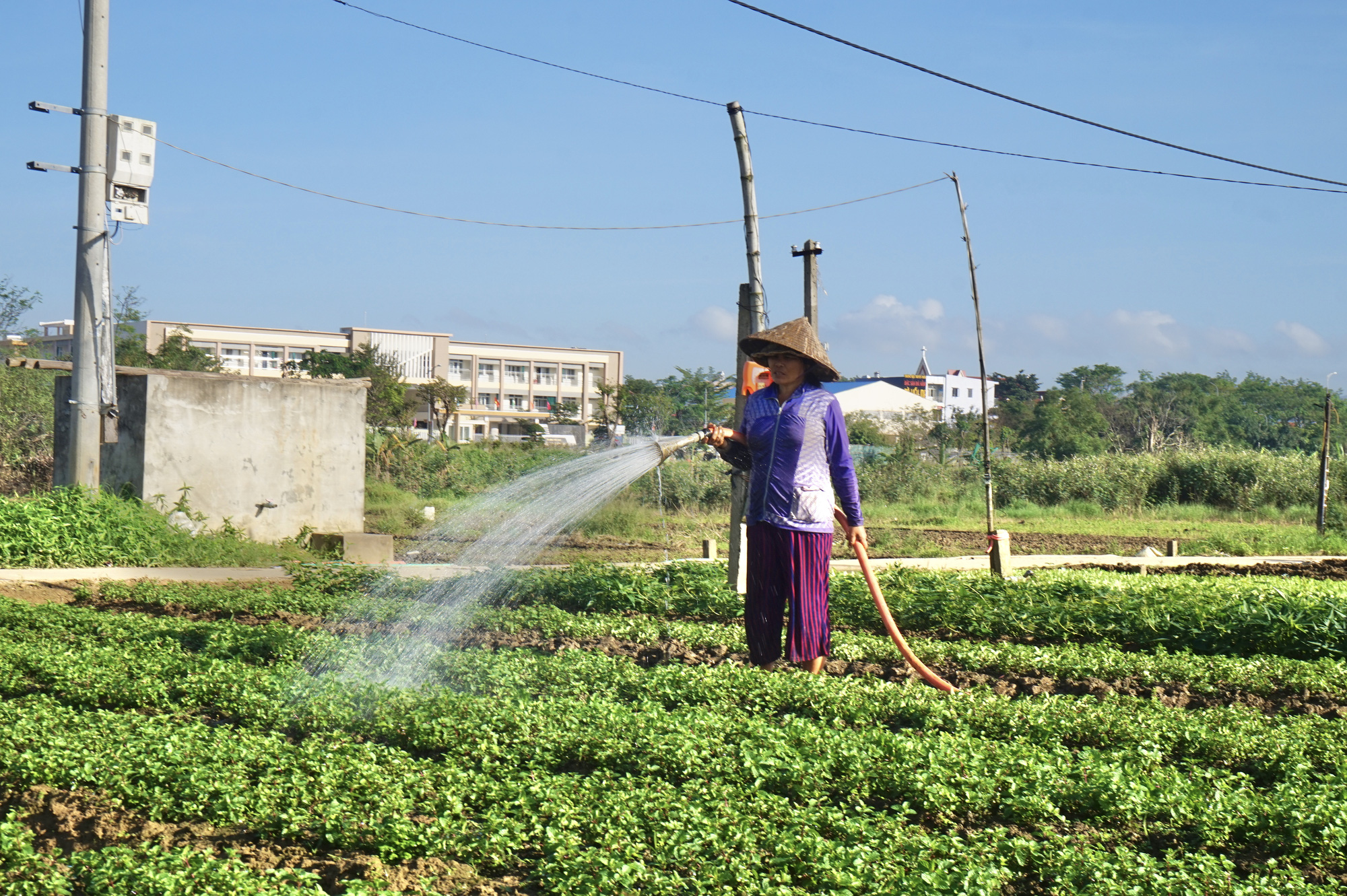 Đà Nẵng: Nông dân trồng rau tất bật vào vụ lớn nhất trong năm - Ảnh 2.