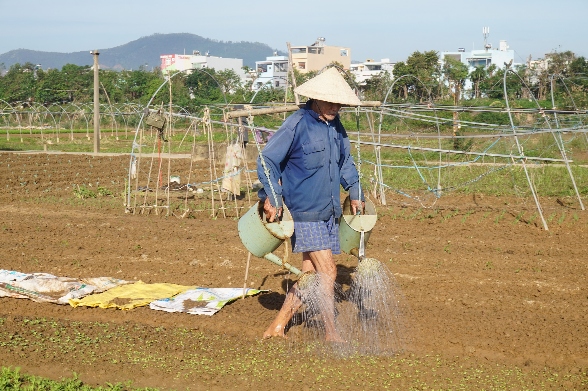 Đà Nẵng: Nông dân trồng rau tất bật vào vụ lớn nhất trong năm - Ảnh 3.