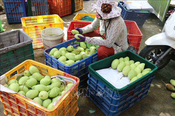 Sản xuất sản phẩm xoài chất lượng tạo nguồn nguyên liệu xuất khẩu - Ảnh 2.