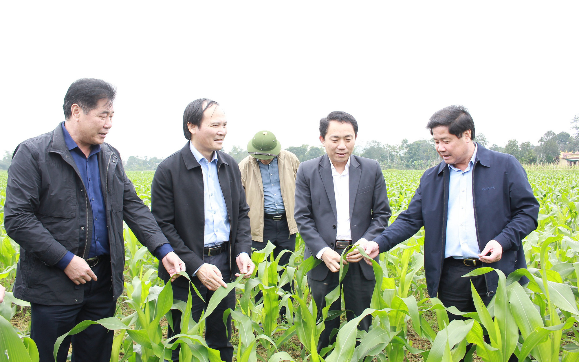 Nỗ lực khắc phục hậu quả thiên tai, cây trái, rau màu đã phủ xanh đồng đất Hà Tĩnh, Quảng Bình 