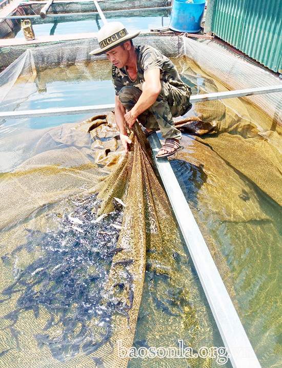 Sơn La: Hé lộ bí quyết nuôi cá lăng đặc sản to như bắp đùi-&quot;bắt&quot; cá tập thể dục 2 lần/ngày, &quot;ép&quot; cá giảm cân - Ảnh 11.