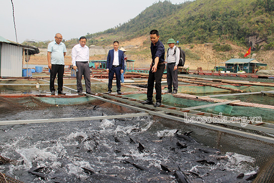 Sơn La: Hé lộ bí quyết nuôi cá lăng đặc sản to như bắp đùi-&quot;bắt&quot; cá tập thể dục 2 lần/ngày, &quot;ép&quot; cá giảm cân - Ảnh 2.