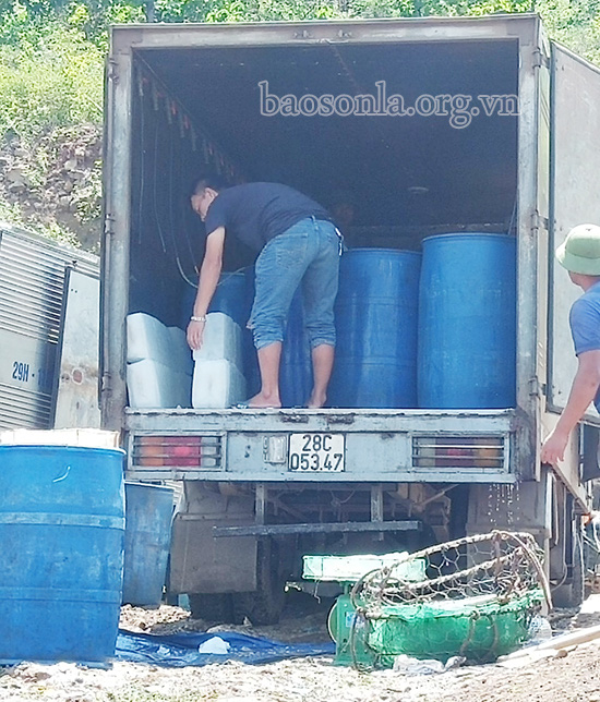 Sơn La: Hé lộ bí quyết nuôi cá lăng đặc sản to như bắp đùi-&quot;bắt&quot; cá tập thể dục 2 lần/ngày, &quot;ép&quot; cá giảm cân - Ảnh 9.