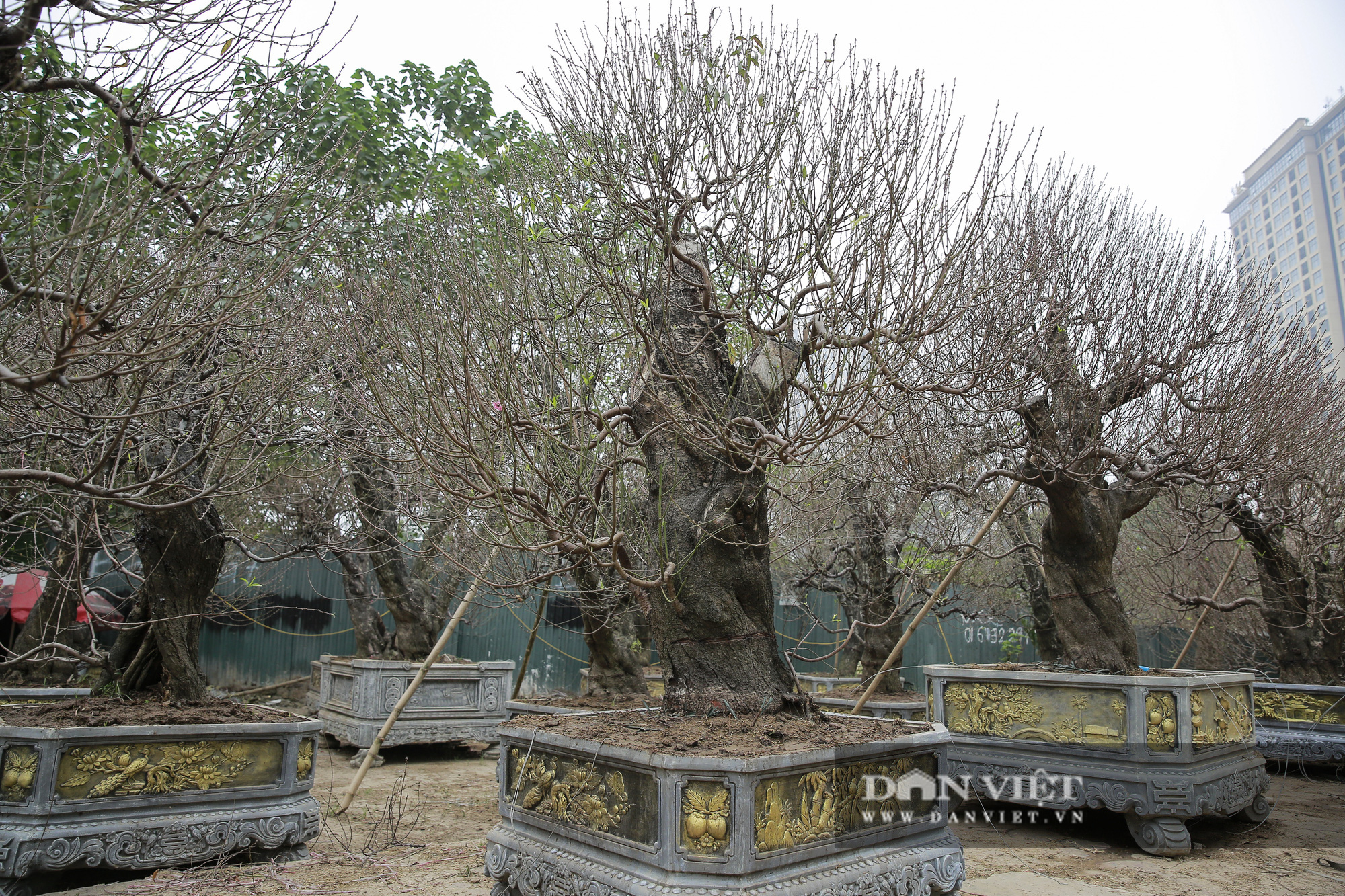 Đào thế “khủng” giá trăm triệu tràn ngập đường phố Hà Nội - Ảnh 5.