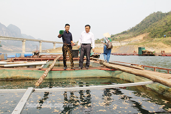 Sơn La: Hé lộ bí quyết nuôi cá lăng đặc sản to như bắp đùi-&quot;bắt&quot; cá tập thể dục 2 lần/ngày, &quot;ép&quot; cá giảm cân - Ảnh 7.