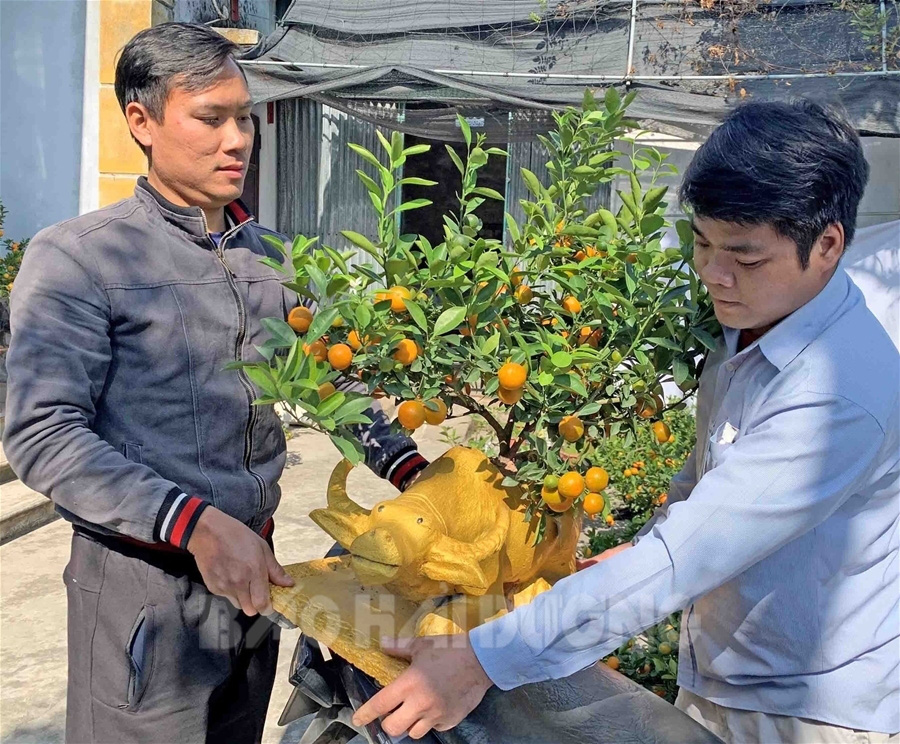 Hải Dương: Một ông nông dân trồng quất bonsai trên lưng trâu vàng, trâu đen, 1 tuần bán hết veo 100 &quot;con&quot; - Ảnh 1.