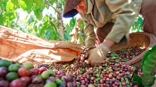 Giá nông sản hôm nay (7/1): Cà phê ghi nhận phiên giảm thứ 3 liên tiếp từ đầu năm 2021 - Ảnh 3.