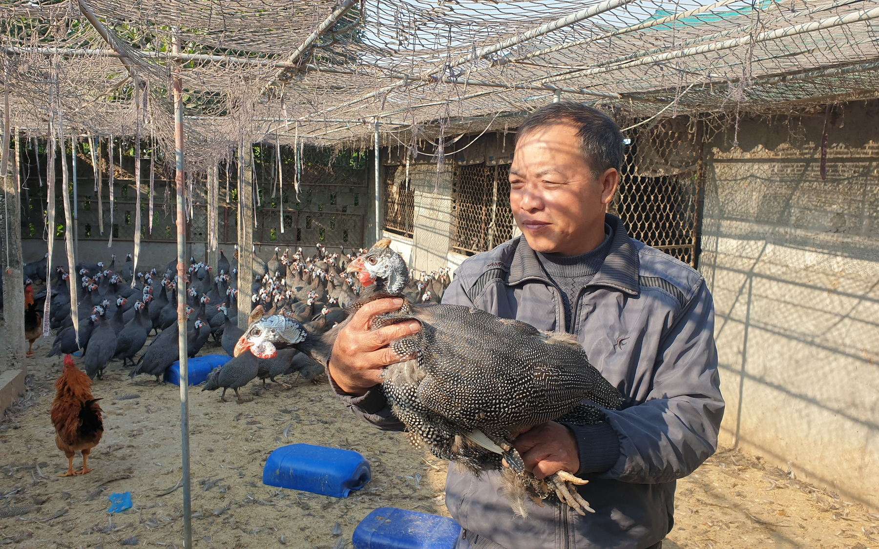 Nuôi con gì bán Tết: Loài gà bay như chim, đã nhát chết còn hay "lắm mồm", gọi 1 tiếng thương lái bắt cả đàn