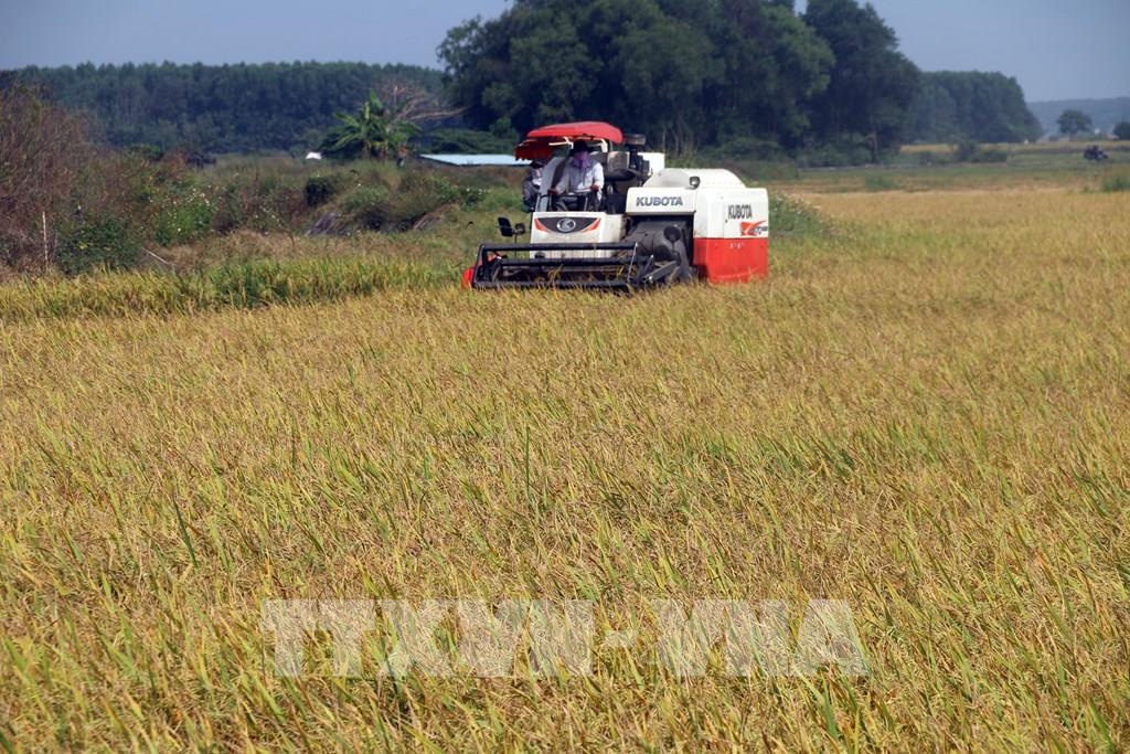 Giá lúa vụ Mùa tăng cao kỷ lục - Ảnh 1.