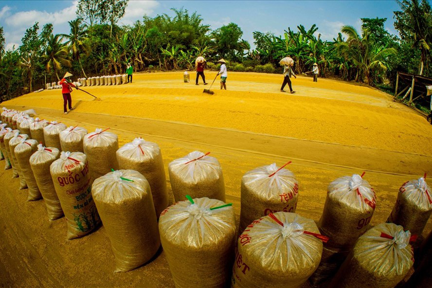Việt Nam nhập khẩu 70.000 tấn gạo từ Ấn Độ: Chuyện bình thường trong xu thế hội nhập - Ảnh 1.
