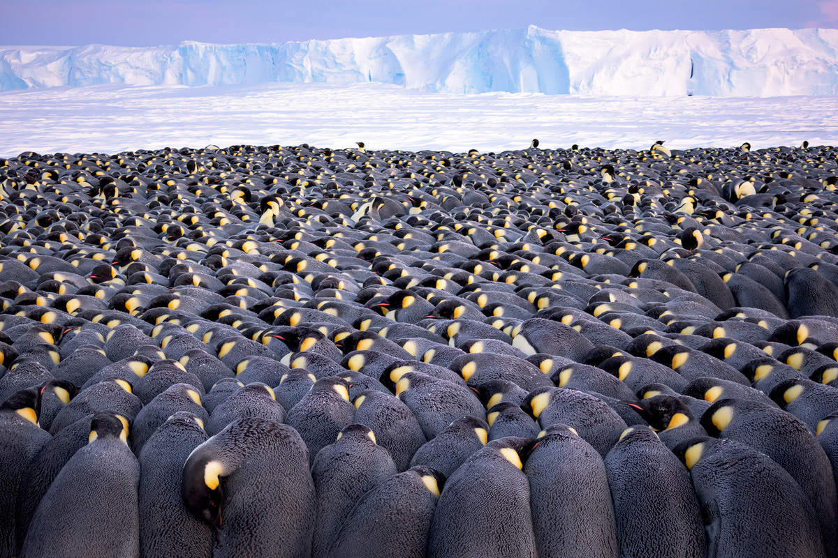 Ảnh: Về Nam Cực, ghé thăm đàn chim cánh cụt hoàng đế | Dân Việt