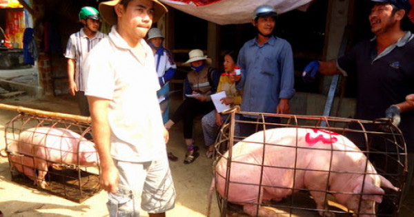 Giá nông sản hôm nay (8/1): Lợn hơi tiếp tục tăng, cà phê vẫn giữ đà giảm  - Ảnh 1.