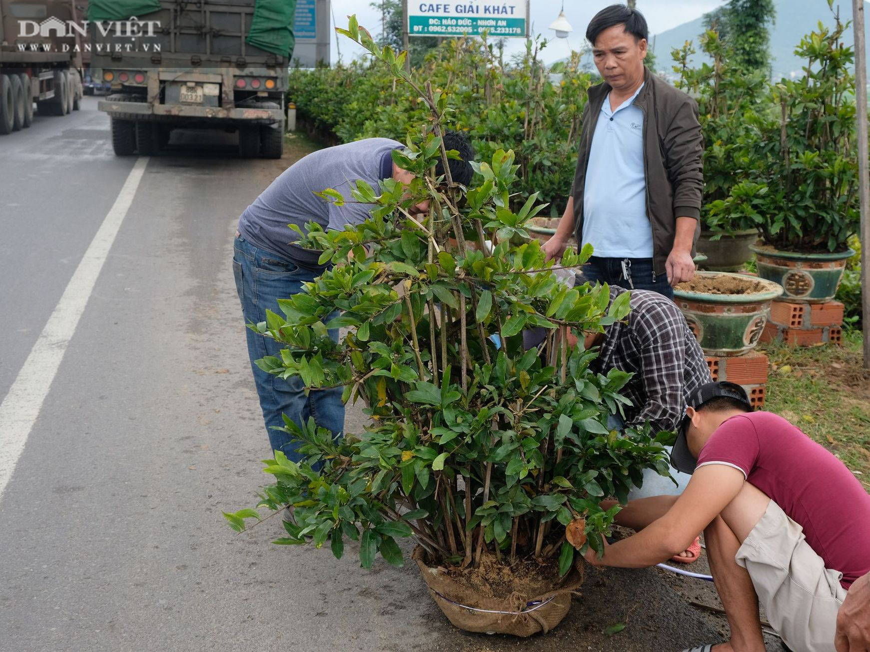 Nông dân thủ phủ mai vàng miền Trung “chật vật”… chạy Tết - Ảnh 6.