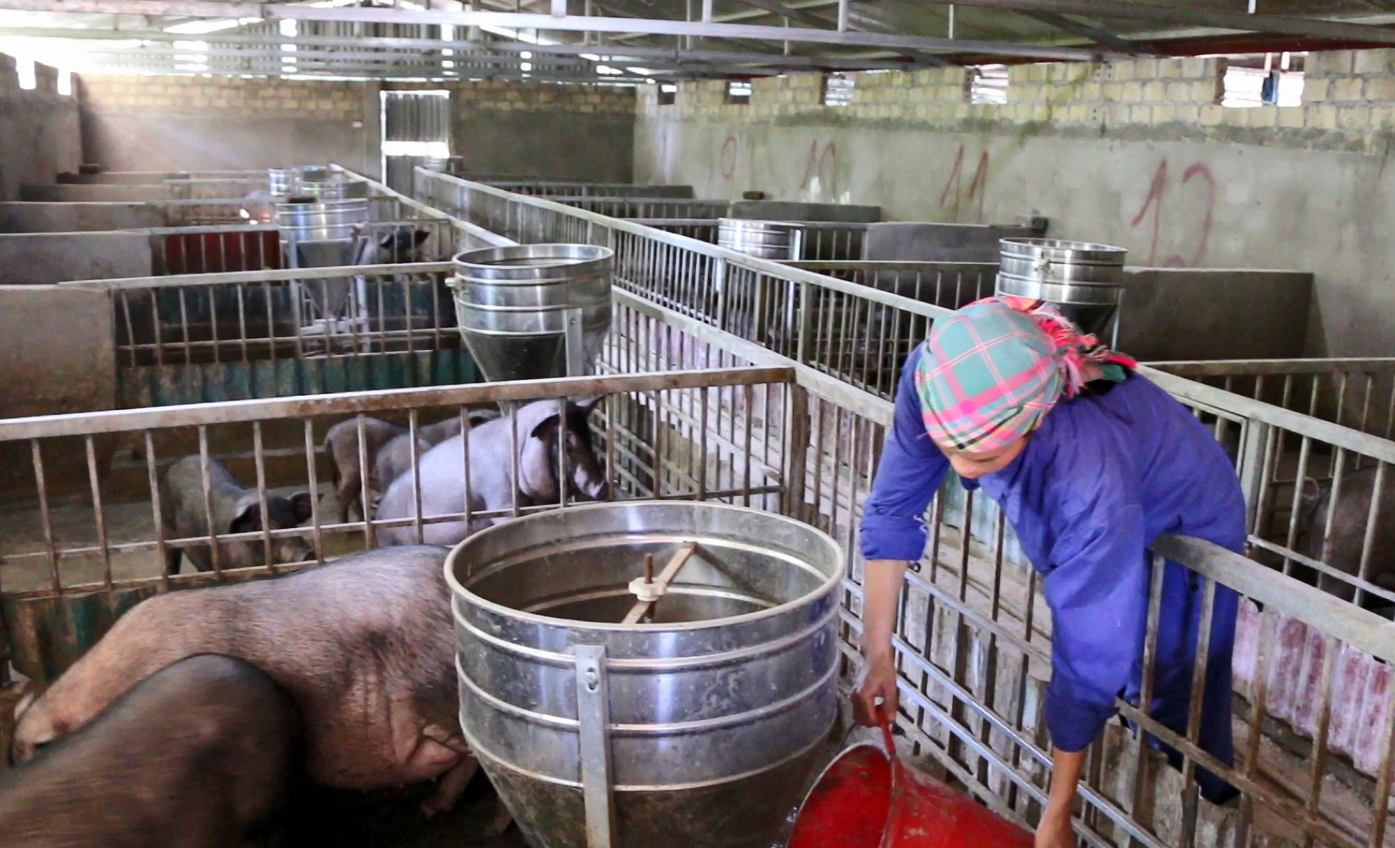 Lào Cai: Hợp tác xã nuôi lợn nhiều nhất tỉnh 6.000 con vẫn không đủ bán, cam kết giữ giá lợn dịp Tết - Ảnh 1.