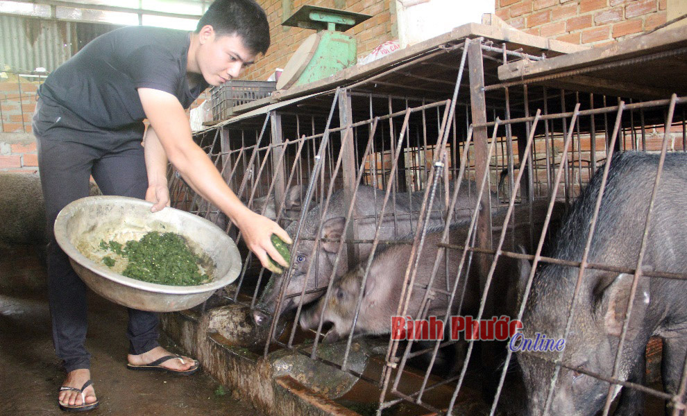 Bình Phước: Nuôi thứ heo trông đã xấu lại còn bắt ăn kham khổ, thế mà bán ai cũng thích mua - Ảnh 1.