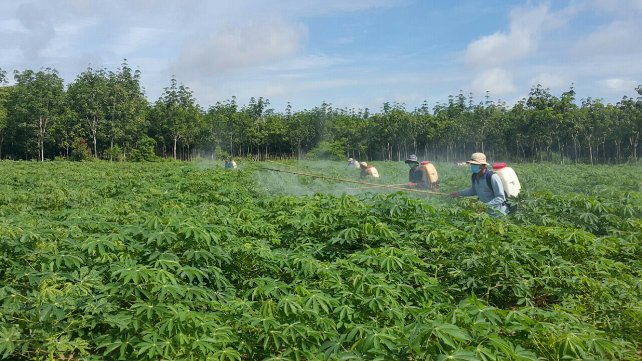 Sau ớt cay đến lượt thứ củ này trồng ở tỉnh Tây Ninh tăng giá chưa từng có, lý do là thế này đây - Ảnh 3.