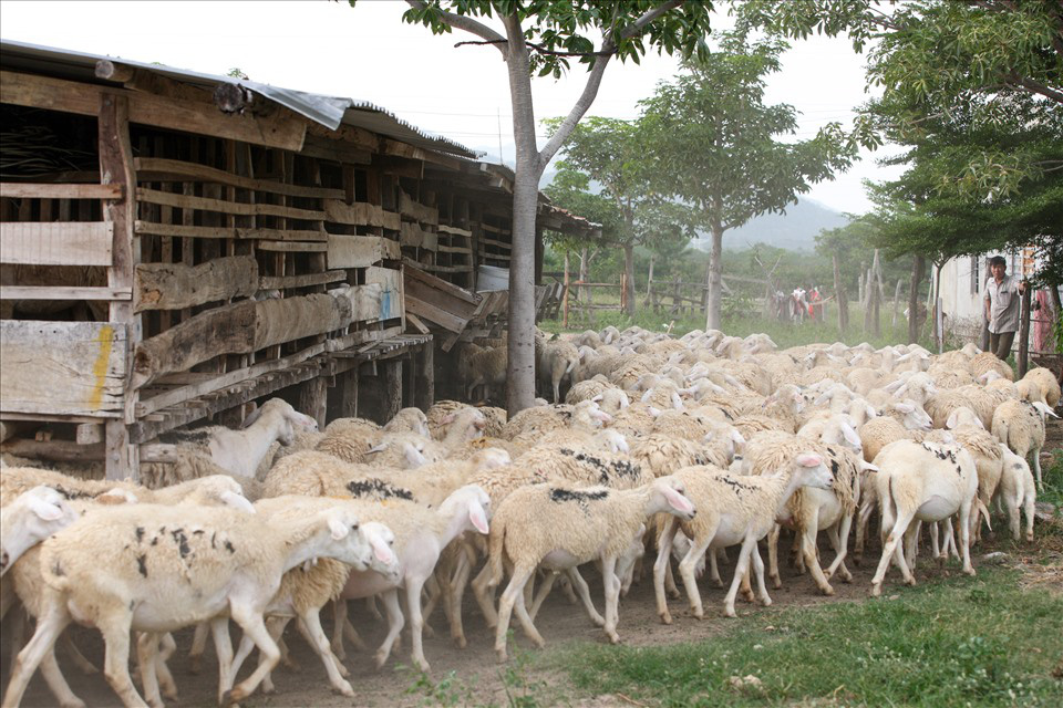 Ninh Thuận là tỉnh nuôi con gì nhiều nhất cả nước, có một ông nông dân nuôi tới 1.000 con nhiều nhất huyện Bác Ái - Ảnh 3.