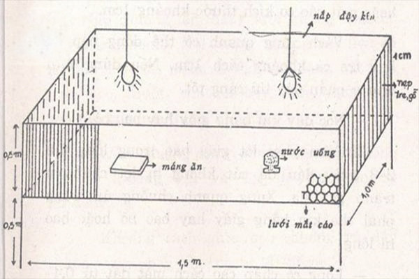 Kỹ thuật làm chuồng nuôi chim cút thịt