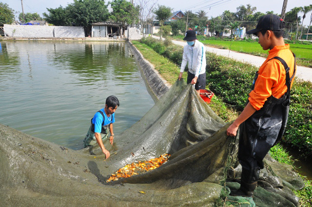 Làng nuôi cá chép đỏ nổi tiếng ở xứ Thanh trước ngày tiễn Táo Quân chầu trời - Ảnh 3.
