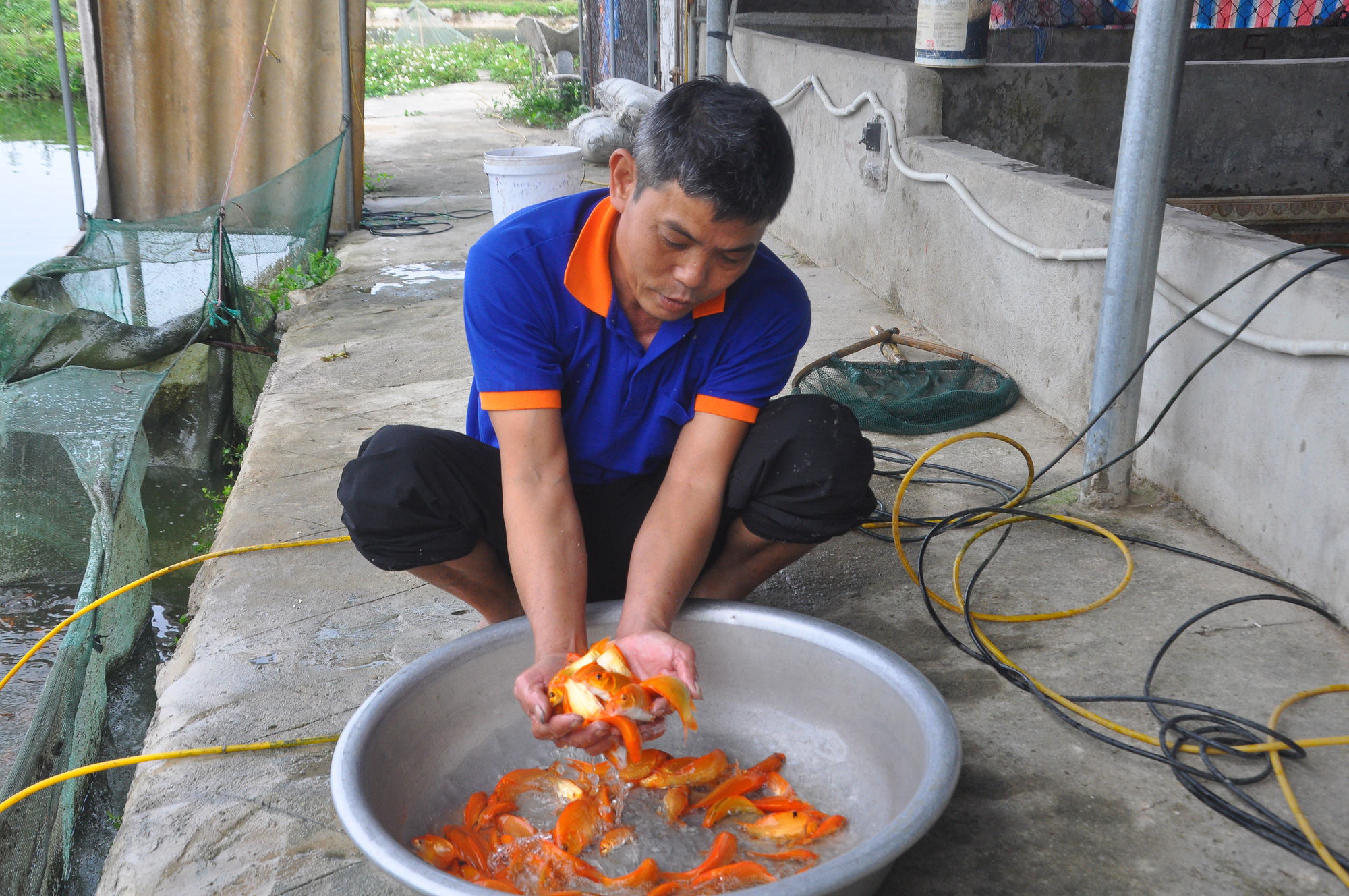 Làng nuôi cá chép đỏ nổi tiếng ở xứ Thanh trước ngày tiễn Táo Quân chầu trời - Ảnh 7.