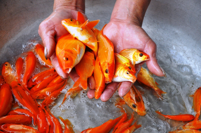 Làng nuôi cá chép đỏ nổi tiếng ở xứ Thanh trước ngày tiễn Táo Quân chầu trời - Ảnh 8.
