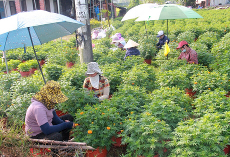 Bến Tre: Nhiều nơi kêu hoa Tết ế ẩm, ở đây dân đã bán hết tự bao giờ, kể cả vườn 2.000 chậu hoa giấy - Ảnh 6.